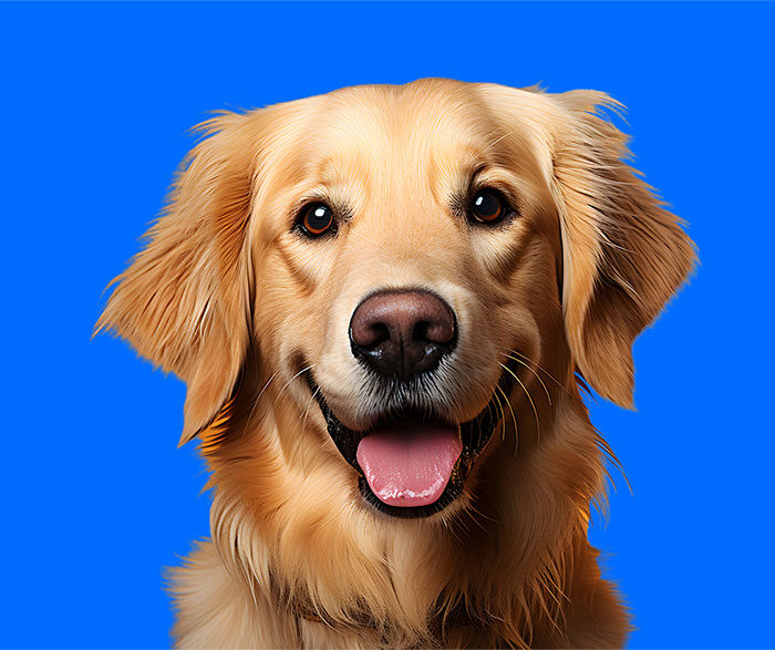 Canino