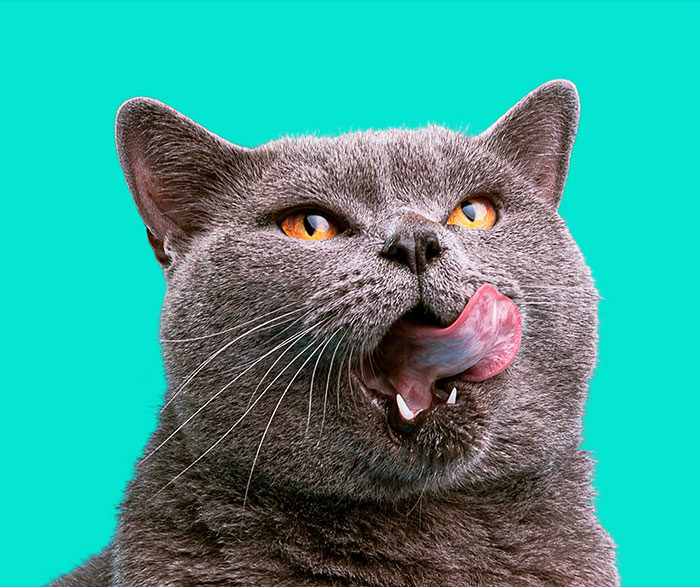 Felino