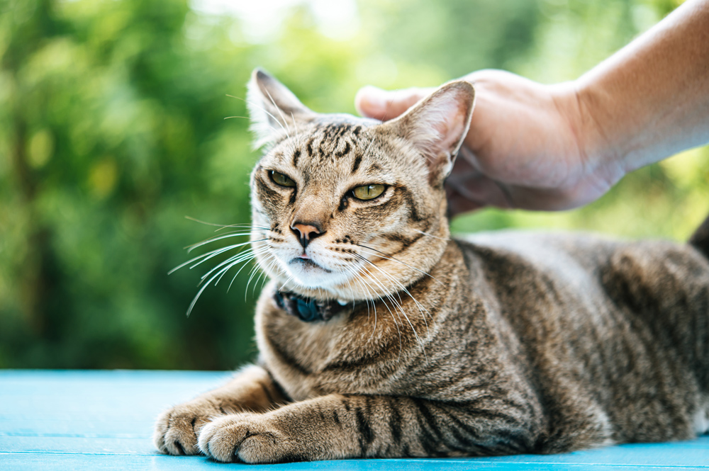 Toxoplasma gondii – toxoplasmose